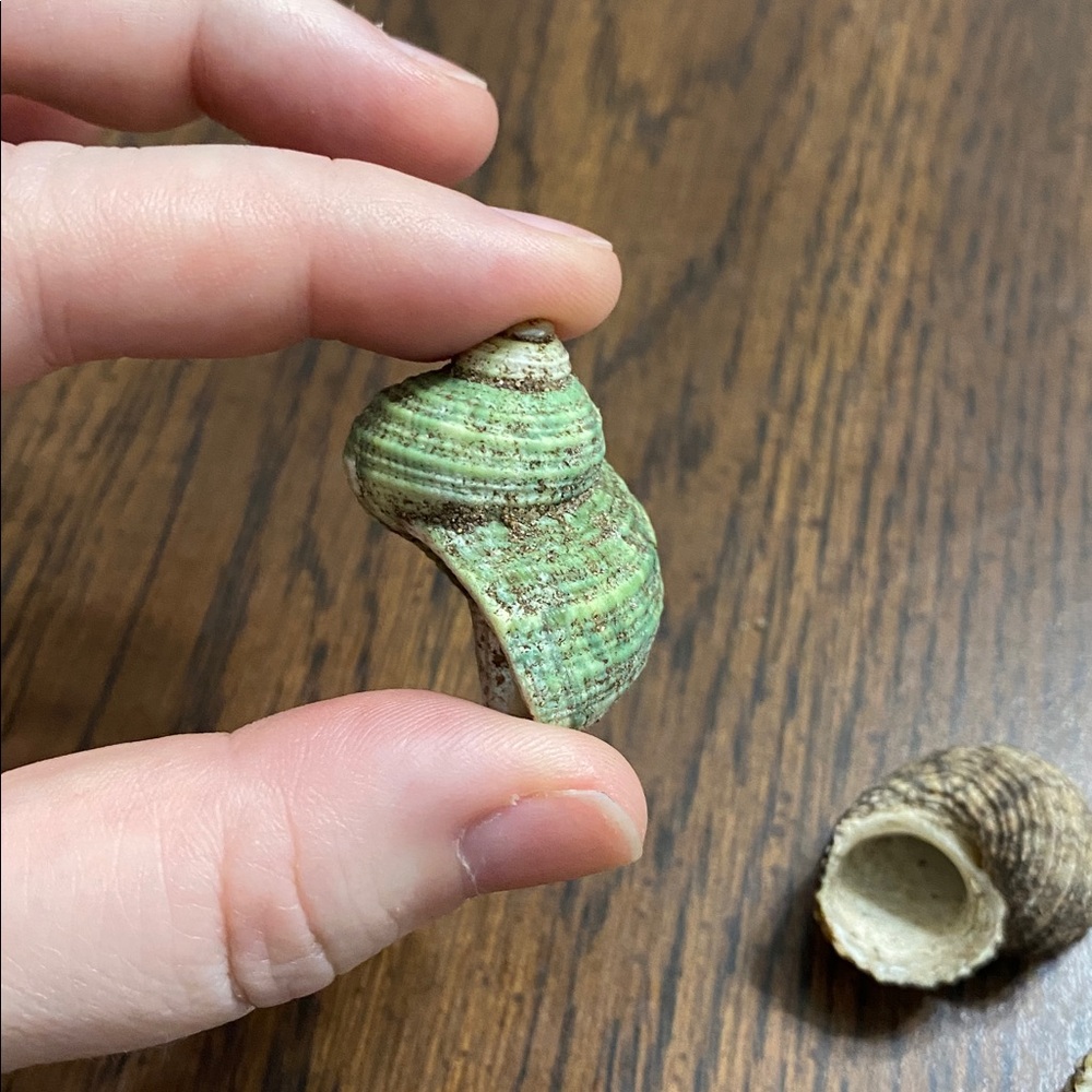 “5/$20” .6 inch O shaped opening lot of three hermit crab shells - Picture 3 of 3